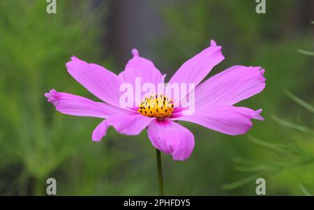 Un primo piano del fiore Cosmos bipinnatus 'sensazione' Foto Stock