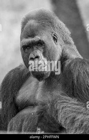 Un gorilla maschile maestoso guardando la macchina fotografica. Foto Stock