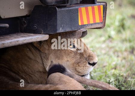 Selvaggia e maestosa Lionessa, simba, sotto una jeep safari in un safari nel Parco Nazionale del Serengeti, Tanzania, Africa Foto Stock