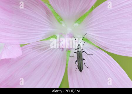 Falso Beetle Blister (Oedemera lurida) su petali di muschio fiore mallow (Malva moschata), tre Hagges legno Meadow, Escrick, North Yorkshire, Inghilterra, Foto Stock