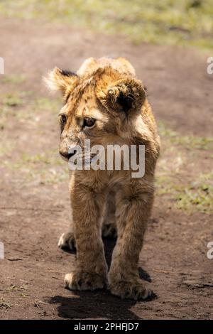 Selvaggio cucciolo di leone, simba, camminando nella savana in un game drive nel Parco Nazionale del Serengeti, Tanzania, Africa Foto Stock