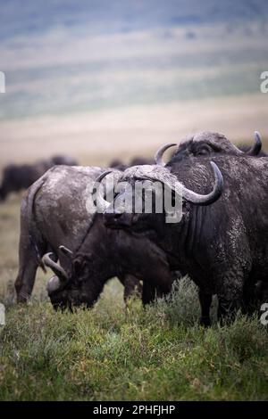 Primo piano di grandi bufali africani selvatici, bufali del capo, con una mandria sullo sfondo nella savana nel Parco Nazionale del Serengeti, Tanzania, Afri Foto Stock