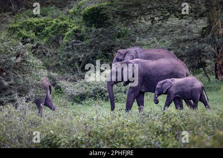 Mandria di elefante africano grigio selvaggio con un bambino nella savana nel Parco Nazionale del Serengeti, Tanzania, Africa Foto Stock