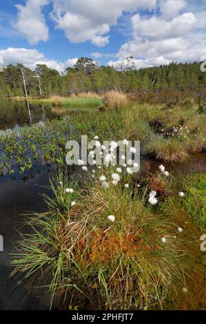 Glen Affric, Coire Loch, Peatbog lochan, habitat prime libellule nella foresta di pini nativi con erba di cotone (Eriophorum vaginatum). Foto Stock