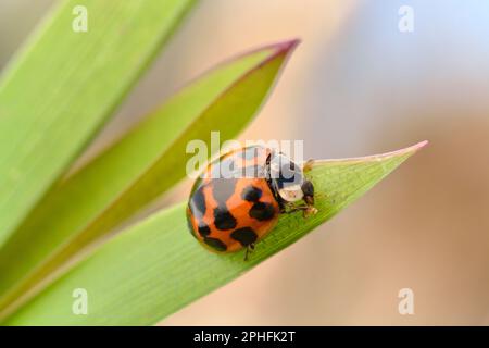 Primo piano di Harlequin Ladybird (Harmonia axyridis) di un singolo animale su una foglia gialla di iride, Cheshire, Inghilterra, marzo 2017 Foto Stock