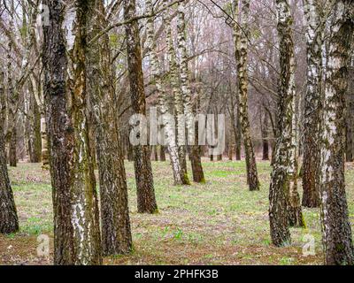 Tronchi verticali, boschetto di betulla, foglie sparse Foto Stock