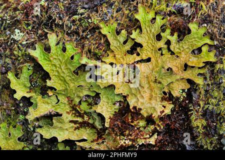 Albero Lungwort Lichen (Lobaria pulmonaria) cresce su alder morto, Beinn Eighe NNR, Kinlochewe, Scozia, maggio 2022 Foto Stock