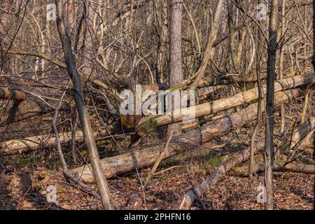 Perdita di alberi e foreste danneggiate a causa del cambiamento climatico, siccità e insetti Foto Stock