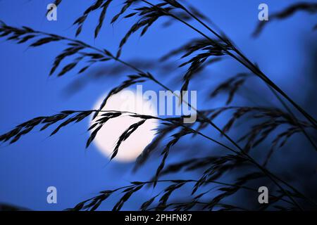Luna fuori fuoco Luna piena che sorge sopra le erbe sileted, Roxburghshire, Scozia, luglio 2013 Foto Stock