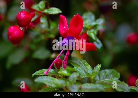 Fuchsias nana con piccole infiorescenze rosa-porpora e gocce di pioggia su fiori a forma di campana appesi giù. Petali con gocce d'acqua dopo l'acqua piovana Foto Stock