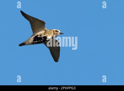 Un solo Golden Plover (Pluvialis albicaria) in volo contro un cielo blu, Northumberland Foto Stock