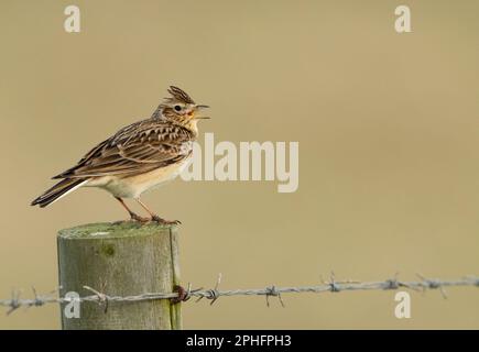 Uno Skylark (Alauda arvensis) che canta su un palo di legno con cresta sollevata, Northumberland Foto Stock