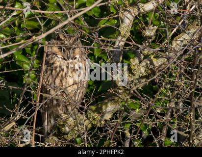 Un gufo selvatico dalle orecchie lunghe (Asio otus) che si stola durante il giorno, Norfolk Foto Stock