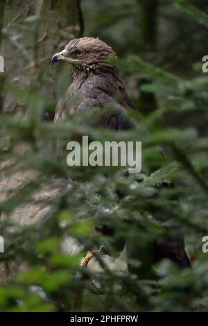 la nostra aquila più piccola... Aquila pomarina (Aquila pomarina) seduta in una conifera Foto Stock