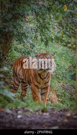 Ridendo alla fotocamera. Dudley, Regno Unito: LE IMMAGINI SBALORDITIVE mostrano Joao la tigre da vicino mentre ride alla macchina fotografica. Un'immagine mostra l'arricciamento della tigre Foto Stock