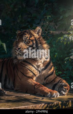 Un aspetto stoico. Dudley, Regno Unito: LE IMMAGINI SBALORDITIVE mostrano Joao la tigre da vicino mentre ride alla macchina fotografica. Un'immagine mostra la tigre che si arriccia le labbra Foto Stock