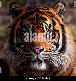 Un ritratto stupefacente. Dudley, Regno Unito: LE IMMAGINI SBALORDITIVE mostrano Joao la tigre da vicino mentre ride alla macchina fotografica. Un'immagine mostra la tigre arricciandosi il labbro Foto Stock