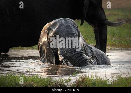 Raffreddamento. Botswana: QUESTE immagini CHE SCALDA IL CUORE mostrano una mandria di elefanti che fanno un bagno nel fiume per raffreddarsi dal calore. Un'immagine da Botswa Foto Stock