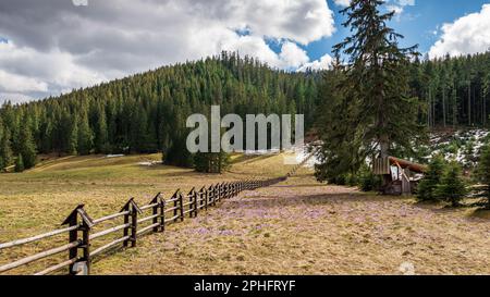 Croci simbolo dei Monti Tatra in primavera. Un tappeto di fiori viola nella valle di Chochołowska. Recinzione di legno in primo piano. Molla Foto Stock