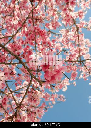 Un albero Sakura fiorente con fiori rosa vibranti su un cielo blu Foto Stock