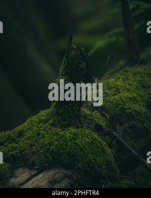 Un grande tronco d'albero giace sul terreno, intemperiato e coperto con uno strato di muschio verde morbido Foto Stock