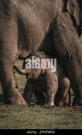 Tempo di riproduzione. Bedfordshire, Regno Unito: QUESTE ADORABILI immagini mostrano il più bello elefante che rotola intorno a Whipsnade Zoo.One immagine mostra il vitello neonato che lo abbraccia Foto Stock