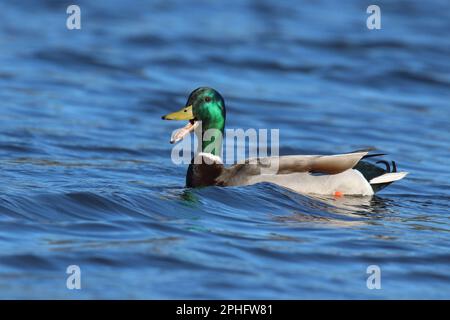 Drake mallard anatra Anas platyrhynchos quacking su un lago in primavera Foto Stock