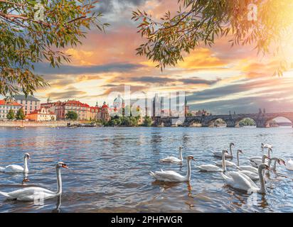 Vista sul Ponte Carlo e cigni sul fiume Moldava Foto Stock