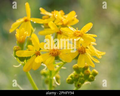 Luce del sole che sgancia i fiori ricoperti di rugiada del Texas Grosel. Foto Stock