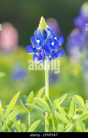 Un singolo Bluebonnet del Texas in un giardino primaverile con uno sfondo colorato ma smorzato. Foto Stock