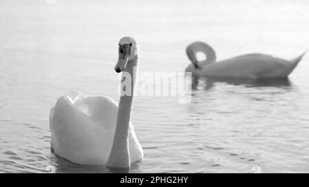 Primo piano bianco e nero di un cigno con un altro sullo sfondo Foto Stock