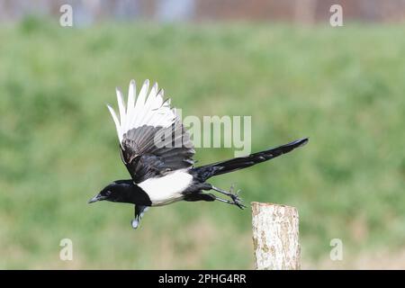 Primo piano di Magpie, Pica pica, che vola da un palo con le ali spalancate e le gambe distese contro un morbido sfondo verde sfocato Foto Stock