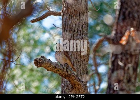Una delle molte specie di uccelli mughetto appollaiati su un arto rotto in una vista da primo piano su un albero in una giornata di sole in primavera Foto Stock