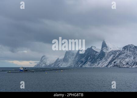 Vista panoramica sui fiordi e sulle ripide montagne innevate da Senja, Norvegia. Barca, pesci secchi, cespugli innevati e betulle sulla spiaggia. inverno Foto Stock