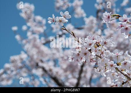 Osaka, Giappone. 28th Mar, 2023. I fiori di ciliegio fioriscono al Castello di Osaka, in Giappone, martedì 28 marzo 2023. Foto di Keizo Mori/UPI Credit: UPI/Alamy Live News Foto Stock