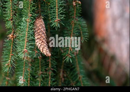 Abete europeo, noto anche come abete norvegese, Picea abies, cono sospeso dal ramo. Foto Stock