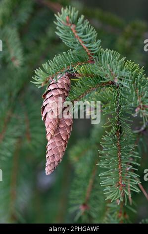 Abete europeo, noto anche come abete norvegese, Picea abies, coni appesi al ramo. Foto Stock