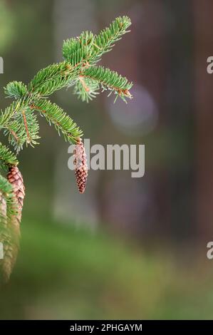 Abete europeo, noto anche come abete norvegese, Picea abies, coni appesi al ramo. Foto Stock