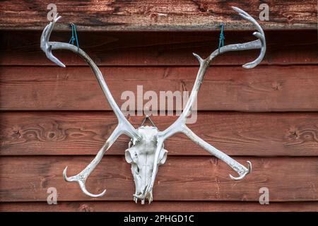 Un insolito cranio di Elchi con corna ramificate è appeso all'esterno di un rustico edificio in legno Foto Stock