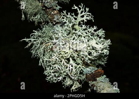 L'Evernia prunastri (ocmoss) si sviluppa principalmente su alberi di quercia. Si verifica in foreste montane temperate in tutto l'emisfero settentrionale. Foto Stock