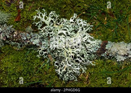 L'Evernia prunastri (ocmoss) si sviluppa principalmente su alberi di quercia. Si verifica in foreste montane temperate in tutto l'emisfero settentrionale. Foto Stock