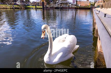 Plau am See, Germania. 28th Mar, 2023. Un cigno nuota davanti alla serratura Elde. La piccola città sul canale di Müritz-Elde è una "stazione climatica di salute" riconosciuta e si trova nel mezzo del distretto dei laghi di Meclemburgo. Le città e i villaggi del distretto dei laghi del Meclemburgo si stanno preparando per l'inizio della stagione delle vacanze a Pasqua. Il numero di ospiti che arrivano e pernottano nel Distretto dei Laghi di Meclemburgo è aumentato di nuovo nel 2022, ma non è ancora tornato ai livelli pre-Corona. Credit: Jens Büttner/dpa/Alamy Live News Foto Stock