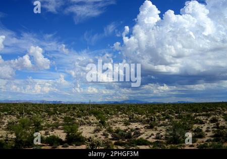Il deserto di sonora nell'Arizona centrale degli Stati Uniti Foto Stock
