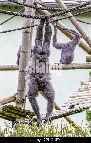 Gibbon argenteo, Hylobates moloch. Il gibbone argenteo si colloca tra le specie più a rischio. Foto Stock