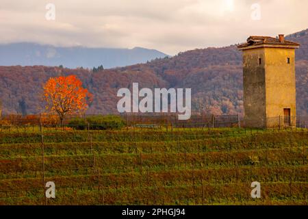 Vigneto a collina d'oro con montagna a Lugano, Ticino in Svizzera. Foto Stock