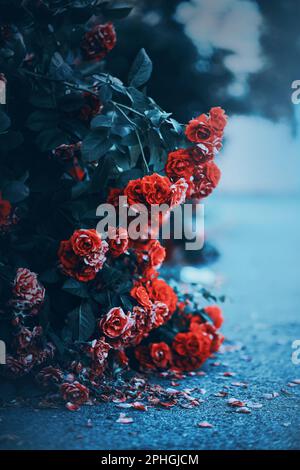 Bei fiori di rose scarlatto svaniscono, cadendo petali rossi sull'asfalto duro. La transitorietà della bellezza. La morte della bellezza. Foto Stock