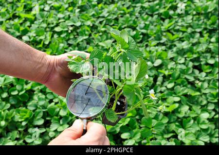 Serra agricola di un'azienda italiana: Il lavoratore verifica la qualità con loupe Foto Stock