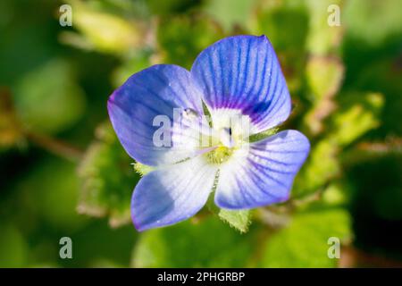 Campo comune Speedwell o Persiano Speedwell (veronica persica), primo piano che mostra un unico fiore blu della pianta primaverile fioritura precoce. Foto Stock