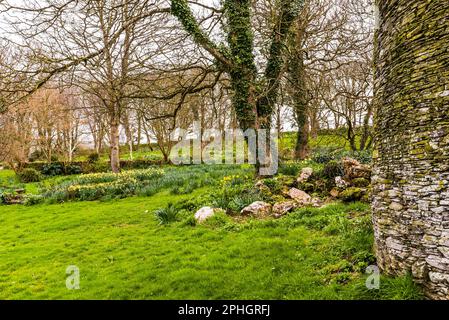 Narcisi primaverili nei terreni dell'Old Vicarage, Tintagel, Cornovaglia, Regno Unito Foto Stock