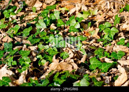 Ivy (hedera Helix), primo piano che mostra le foglie dell'arbusto ascendente che cresce attraverso la lettiera su un terreno boschivo sotto il sole primaverile. Foto Stock